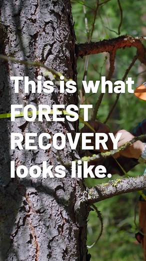 26 reactions | Forest restoration can be loud, hot and busy work, but the results are transformative. Prescribed burning and ecological thinning on dry forest ecosystems reduces wildfire risk for the forest and nearby communities, while restarting a natural cycle that helps keep trees and plant communities healthy. Watch our video to see how restoration transforms dry forests ⬇️  Music: Denys Kyshchuk | The Nature Conservancy in WA | Facebook