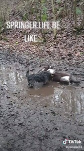 3.8K views · 277 reactions | Just enjoying the mud! | I Love My English Springer Spaniel | Facebook