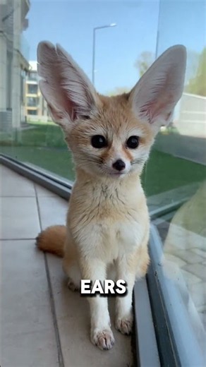 This Fox Is Cute… Until You Let It Loose 😳