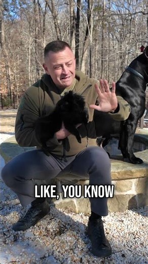 How Fragile Are Pomeranians Really?