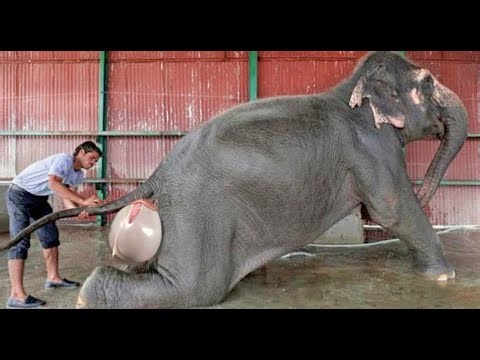 The Amazing Birth Of Baby Animals