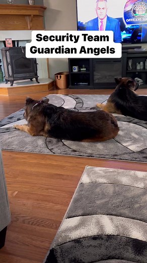 122K views · 1K reactions | Walk in and find out Guardian Angel German Shepherds #security #protectiondogs #gsdlife | Guardian Angel German Shepherds | Facebook