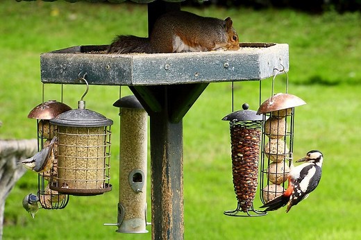 5 Best Bird Feeder Pole Systems & Stands (2025 Review)
