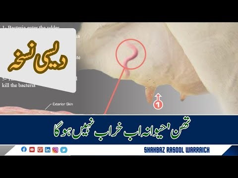 Mastitis in Cows After Delivery | Causes, Symptoms & Quick Treatment Guide