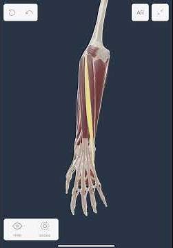 Músculos extensores de muñeca y dedos #anatomy #anatomia #píldorasanatómicas