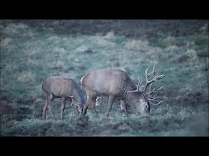 cerf 20 cors | Vidéos de chasse