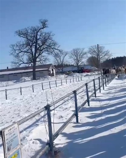 ホテル日航ノースランド帯広/ hotel nikko northland obihiro on Instagram: "✨🐴午年の幕開けは十勝牧場で！ 十勝牧場の冬の名物「馬追い」が始まります！ 今年の馬追いは1月19日9:30からスタート。 その迫力ある姿を間近で楽しめます🐎 馬追いは、出産を控えた馬の難産防止と冬場の運動不足解消のために行われる健康管理の一環。 1トン近い重種馬が、目の前を駆ける姿は圧巻の一言。 寒さを吹き飛ばす生命のエネルギーを肌で感じられます🔥 さらに、牧場から続く白樺並木も見どころ❄️ 静寂の中に佇む白い幹は芸術的な美しさです✨ なお、牧場周辺には立ち入り禁止の場所がありますので、見学の際は十勝牧場のホームページを確認してくださいね！ みなさんも午年のスタートに、雄大な自然と馬たちの力強さを体感しに来ませんか😊 ※画像は過去の馬追いの様子です。 📍十勝牧場 🚗ホテルから車で約30分 ◆詳しい情報は @hotel_nikko_northland_obihiro プロフ