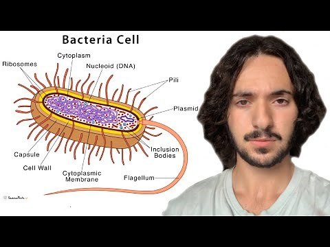 Bacteria Will Make You Smart, Attractive, and Happy (Benefits of Probiotics)