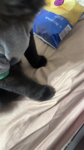 THE MONKEY #batman #blackcatsoftiktok #cattok #tiktok #fyp