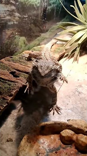 How to do tricks with a bearded dragon