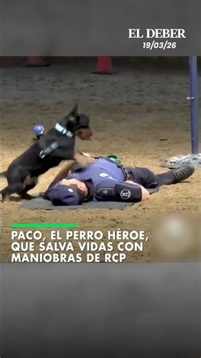 Paco, el perro héroe, que salva vidas con maniobras de RCP