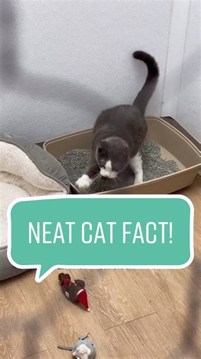 Understanding Enzyme Cat Pee Cleaners