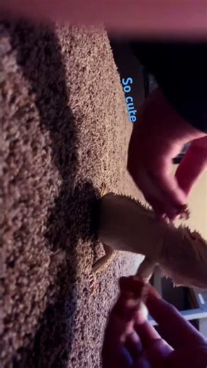 Trying out a new trend