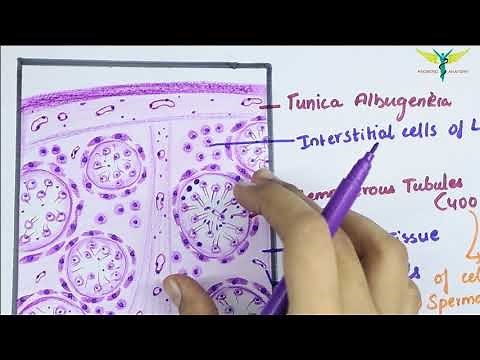 Histology of TESTIS