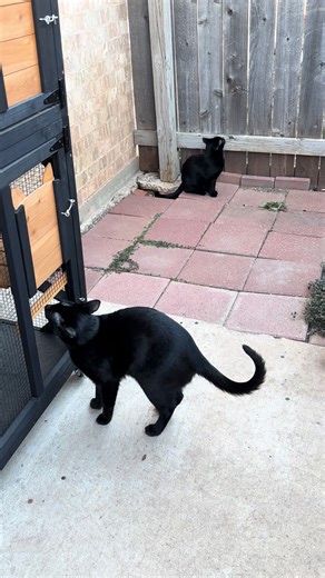 Happy Caturday 🐾🐾🐈‍⬛🐈‍⬛ #pets #cats #gatos