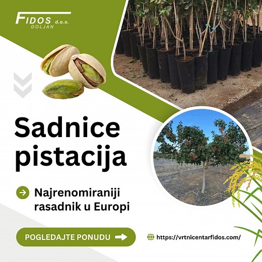 Tražite dugoročno isplativo ulaganje? Pistacija je pravi izbor! 🌿 ✔ Otporna na sušu, zahtijeva minimalnu njegu 💪 ✔ Rađa više od 100 godina 🥳 ✔ Visoka tržišna cijena → odlična zarada 💰 Naše sadnice dolaze iz renomiranog europskog rasadnika s garancijom kvalitete i sortne čistoće. U ponudi su muške i ženske sadnice različitih sorti, idealne za kontinentalnu Hrvatsku, Dalmaciju, Istru i Primorje. 📌 Pogodno za OPG-ove i male proizvođače 📌 Minimalni troškovi održavanja 📌 Stručna podrška uz sva