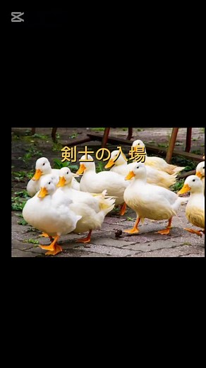 剣士の入場 ユリウス・フチーク作曲 アンデスで演奏してみました。 フルはYouTube。楽譜はピアスコアで販売してます #laltymusic #ピアスコア #演奏してみた #鍵盤ハーモニカアンサンブル #剣士の入場