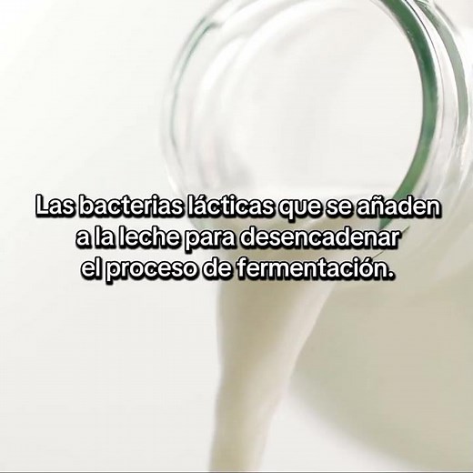 Lácteos Fermentados: El papel de los microorganismos
