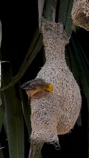 Amazing Golden Bird Build Nest Bird Constructions 434#birds #viralshort #naturesounds