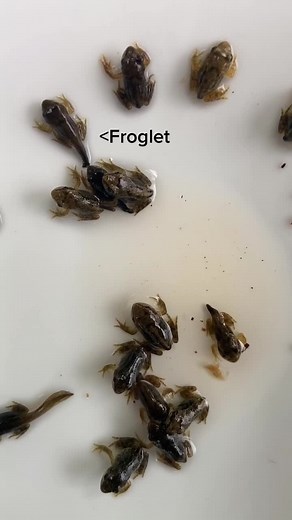 Discover 37,927 Frogs! 🐸 Name Some in the Comments