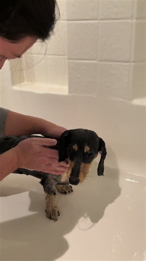 Bath time with Roxy #dachshundsoftiktok
