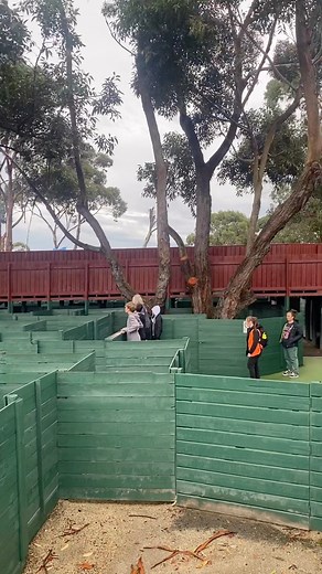 11 reactions | Get lost in our Giant Maze!!!  Navigate through the twists and turns of our giant maze and find all the flags!  Not many can find all 4, have you? Share your secrets in the comments below! 里 #amazenthings #giantmaze #phillipisland #visitvictoria #weekendactivities #holidayfuntimes #familyactivity | A Maze'N Things | Facebook
