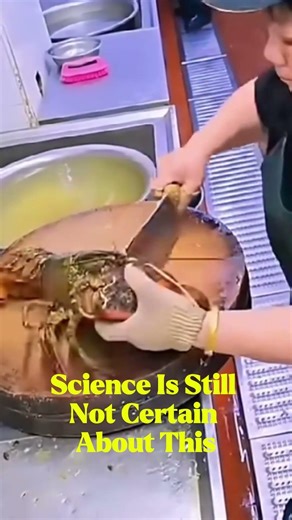 Why are lobsters cooked alive? Do they feel pain ? 🦞🦞