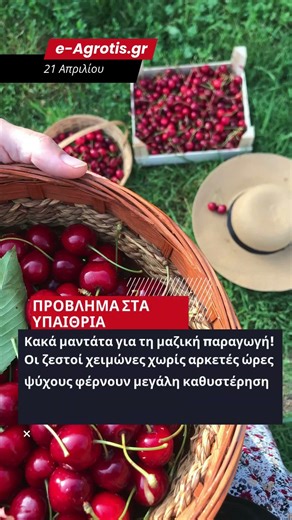 ΕΚΤΑΚΤΟ! "ΧΡΥΣΑΦΙ" ΤΑ ΠΡΩΤΑ ΚΕΡΑΣΙΑ ΤΗΣ ΧΡΟΝΙΑΣ! 🚨 ΑΓΓΙΞΑΝ ΤΑ 80 ΕΥΡΩ ΤΟ ΚΙΛΟ ΣΤΗΝ ΑΓΟΡΑ!