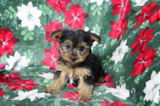 Ames - Yorkshire Terrier Puppy 1435A5