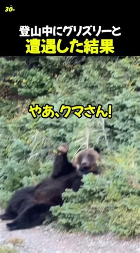 登山中にグリズリーと遭遇した結果
