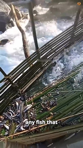 Nepal's Insane Bamboo River Masters #shorts . . | Machina Magnet