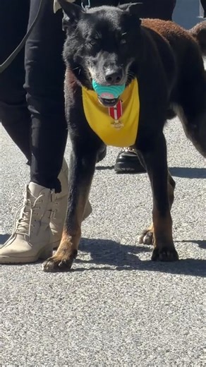 🐕🏅Ros, le chien du militaire français tué au combat a été décoré aujourd’hui de la croix de la valeur militaire. Ce berger allemand sera recueilli par la famille d’Anicet Girardin. ⁦⁦@BVoltaire⁩