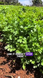 Struggling with Low Farm Yield? Super Gro Can Change Everything! Nigerian farmers know the hustle — poor soil, expensive fertilizers, unpredictable rain, and still not enough harvest to show for it. That’s why more smart farmers are switching to NeoLife Super Gro — a powerful, plant-safe liquid booster that helps maximize your farm’s potential with less stress. ✅ Helps crops absorb water and nutrients better ✅ Improves harvest quality and quantity ✅ Reduces water waste during dry seasons ✅ Works