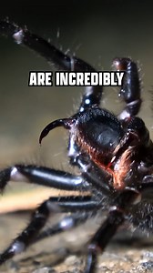 Meet the spider with the most lethal fangs! #deadlyspiders #venomouscreatures #spiderfangs #coyotepeterson | Coyote Peterson