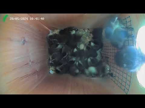 Wood duck ducklings leaving nest box (inside camera view - raw video)