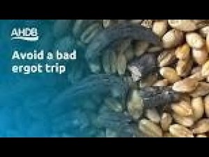 Ergot fungi | Ergotoxicosis | ergot poisoning | Claviceps purpurea