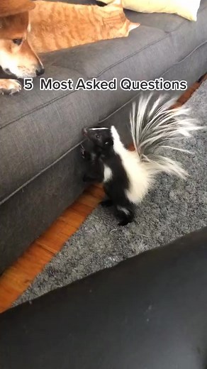 5 questions I am asked every time I post a video. #skunk #faq #ataritheskunk #exoticpets #todayilearned | Pet Skunk