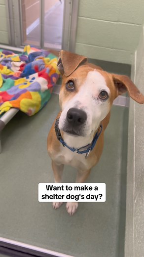 It's National "Make a Dog's Day"🦴 To make a shelter dog's day, send them a meal! During our Fall Food Drive, food donations made to Peggy Adams are MATCHED thanks to Hill's Pet Nutrition! Send one meal, they get two 🍽️ 📲 Send food from our Amazon Wishlist: www.amazon.com/hz/wishlist/ls/1F22FJFHRG34U?ref_=wl_share 📦 Drop off or ship food to Peggy Adams: 3200 N Military Trail, West Palm Beach FL 33409 🧡 Make a monetary donation to our food drive fund: peggyadams.org/help/fall-pet-food-drive/