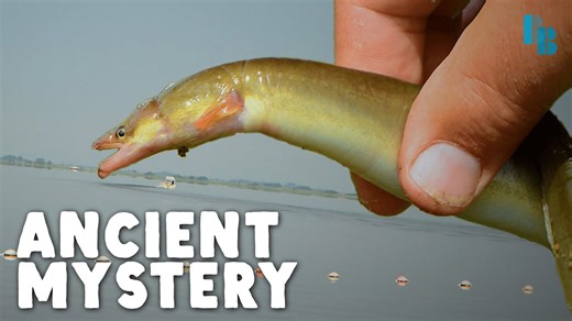 We finally know where eels come from