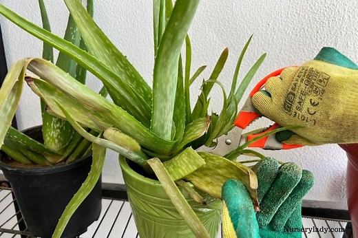 How To Trim Aloe Vera Plant? (Step-by-Step Guide)