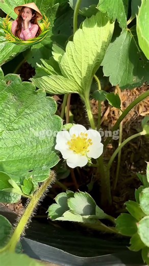 Cách Trồng Dâu Tây Ở Miền Tây Cho Trái Quanh Năm #nongdan #nongnghiep #farming