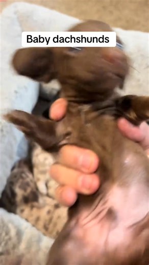 _Health checking baby | Wildideaswithbrian