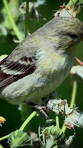 Lesser Goldfinch #Birds | Review Birds News