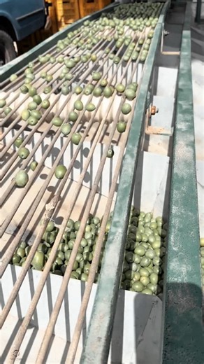 Olive Fruit Sorting Work Tool with Mechanical Grading Machine #worktool