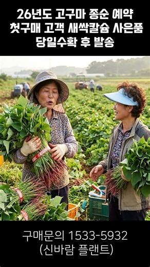 [26년도 고구마 종순 예약 받습니다. ㅡ 첫구매 고객 새싹칼슘 사은품을 제공해드립니다 - 중고트랙터 중고농기계 경운기 관리기 스키로더 굴삭기 화물트럭 매매 직거래 장터 사이트