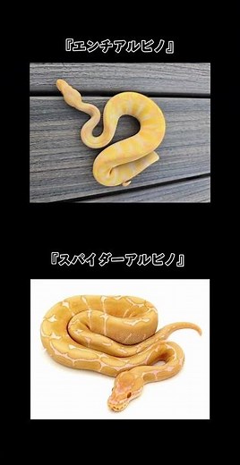 Red Eyes and Pure White Body! A 60-Second Guide to Albino Ball Pythons 【Evolutionary Snakes #11】