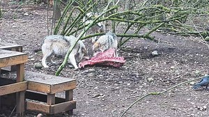 It’s #LoboWeek! Did you know Mexican wolves hunt cooperatively to bring down prey animals usually much larger than themselves? This is accomplished primarily by chasing their prey over large distances. However, hunting behavior and strategies vary depending on terrain, prey size, and availability. Native prey for Mexican wolves include elk, mule deer, white-tailed deer, javelina, rabbits, and other small mammals. One of the first Mexican wolf groups released in 1998 was the Hawk’s Nest pack – a 