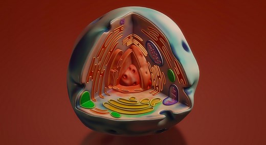 Mitochondrial DNA Can Move to the Genome to Trigger Human Evolution | Genetics And Genomics