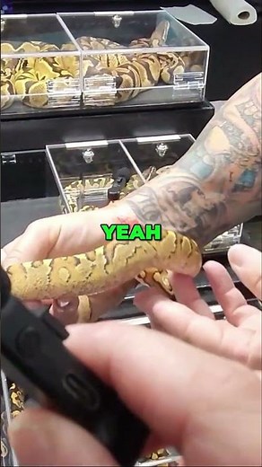 Amazing Zebra Snake The Ultimate Reptile Project!