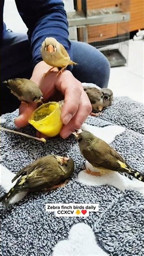 Zebra finch birds daily CCXCV 🐥♥️